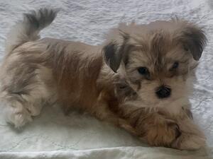Available after full vaccinations
