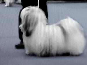 Sire