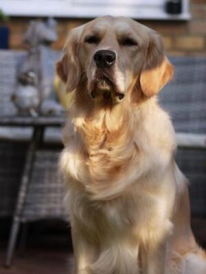 Duke