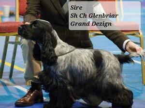 Sire Sh Ch Glenbriar Grand Dezign