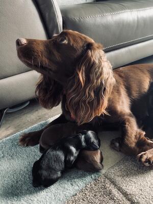 Previous 2019 Litter - Nithvalley Princess