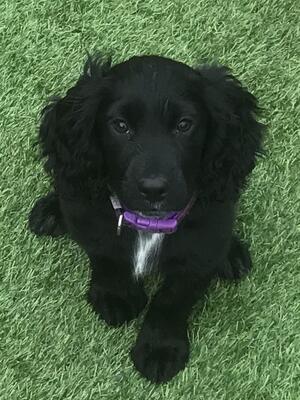 Makerfield Star Willow