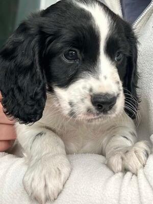 Perfectly bred dog 7 weeks old absolutely stunning
