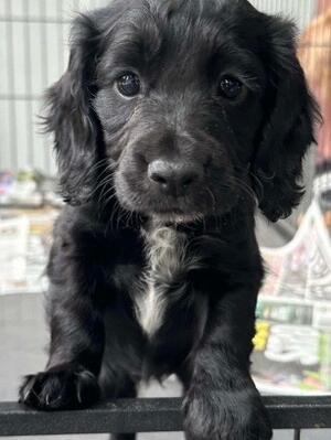 Perfectly bred dog 7 weeks old absolutely stunning