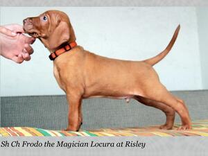Frodo as a puppy