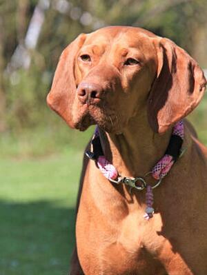 Roux (Mummy)
