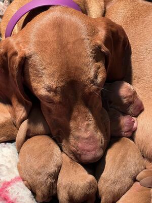 Birdie with her babies