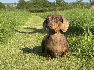 Nelly our beautiful chocolate dapple homebred girl