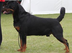 Sire of Puppies : Poncheens Born To Shine for Beva