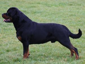 Mambo Nine-Rott ( IMP SCG )