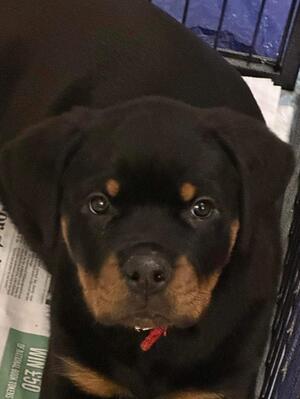 4 1/2 weeks old