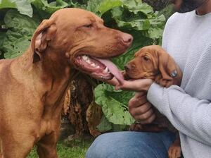 Yogi with one of his pups