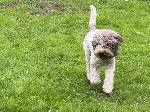 Molly