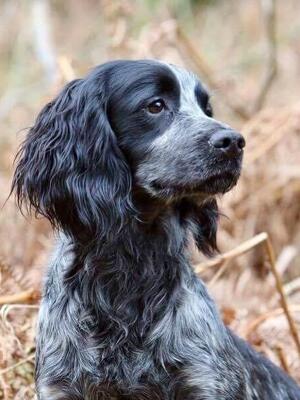 Ardchonnel Faodalach FTAW - Sire Jay