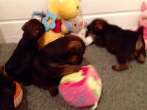 Puppies
