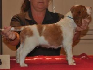 Show Pup