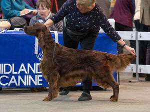 SIRE SH CH AMBLIN' S SWEET WILLIAM