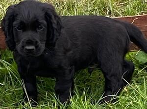Cleevefarm Elvis SOLD
