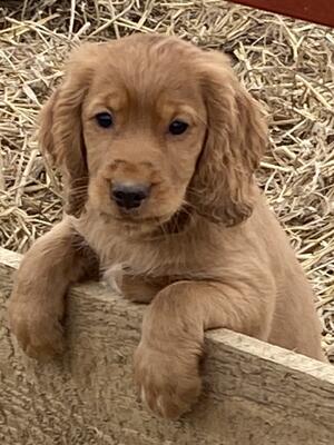 Stanley