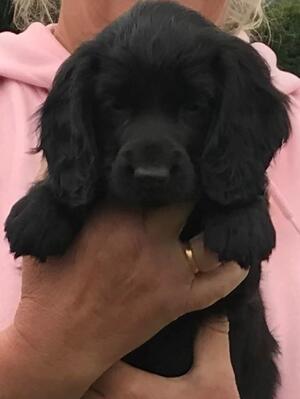 Cleevefarm Winnie