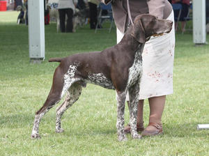 Paxo the sire