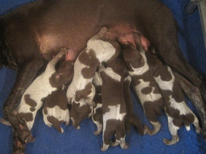 Puppies at just over 2 weeks