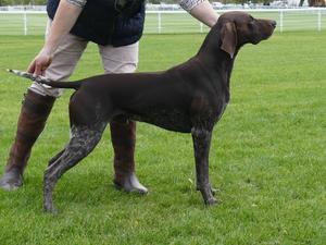 Morris the sire