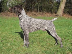 Sterling