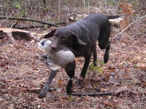 Persia retrieving a duck