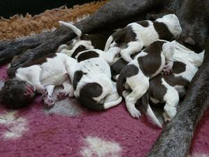 Puppies day 2