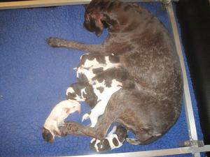 Dotty and her pups