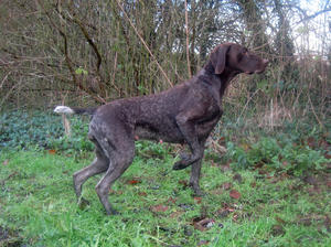 Dotty doing what comes naturally