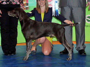 Dexter (Sire)