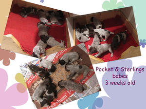 Puppies at 3 weeks old