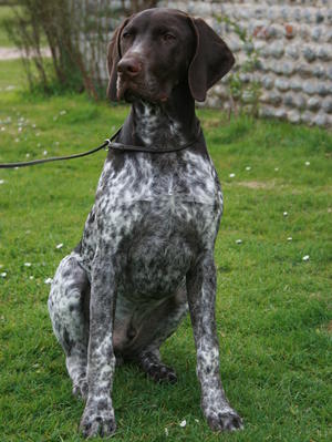 Puppy from Paxo and Dotty's first litter