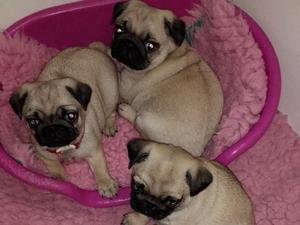 Daisy's trio