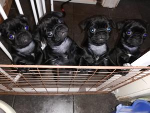 Puppies