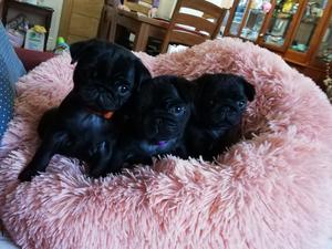 Puppies 2 days old