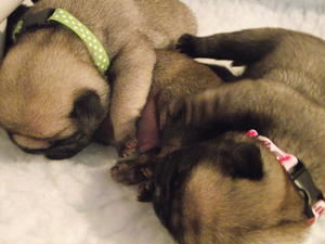 puppies 8 days