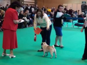 Percy 1st place in large class crufts 2017.