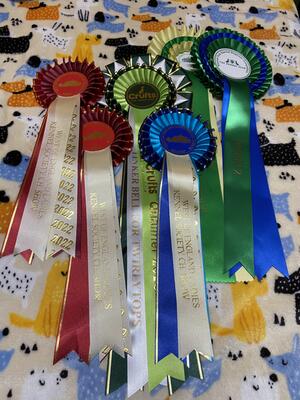 Some of Heidi’s rosettes
