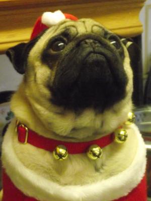 Pinkipug Percival Pea of Twirlytops JW