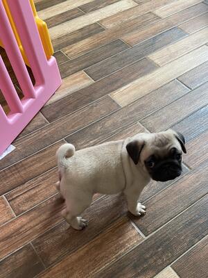Male puppy 8 weeks