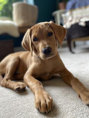 Nahla s a pup, around 4 months old