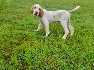 white and orange boy available
