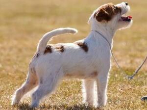Athena's tail is always wagging