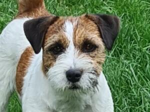 Handsome hendrik