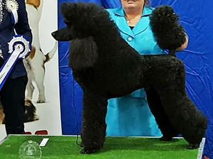 JACK - BEST VETERAN IN SHOW AT IPC 2017
