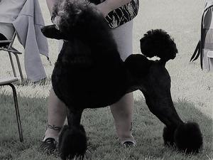 TAZZIEMIN THISTLE BLOWER