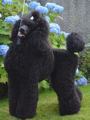 IR CH TAZZIEMIN TARTAN DISGUISE IRJCH